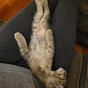 Whitney joined the competition — help win amazing prizes! animal, cat, comfort, cozy, cute, feline, fluffy, grey_clothing, indoor, kitten, lap, pet, relaxed, resting, side_view, sleeping, soft, striped, wood_floor, young