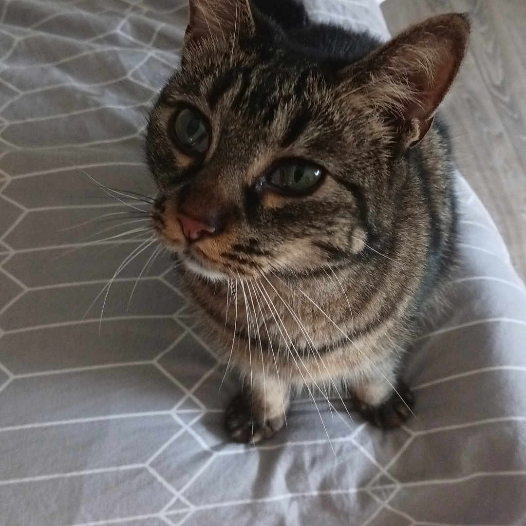Pipas a rejoint le concours — aidez-le/la à gagner de superbes lots ! abyssinian, animal, bed, bedroom, blanket, cat, couch, cushion, face, furniture, head, homedecor, indoors, kitten, linen, manx, person, pet, room, wood
