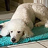 Charlie is registered to the contest to win money with this photo: dog, poodle, white_dog, pet, indoor, floor, tile_floor, mat, toy, rope_toy, resting, laying_down, curly_fur, animal, canine, domestic_animal, cute, relaxed, companion, house