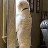 Charlie joined the competition — help win amazing prizes! dog, curly_fur, white_dog, window, curtains, standing, indoor, living_room, furniture, artwork, leather_chair, floor_tile, collar, looking_out, side_view, pet, home, cozy, daylight, quiet_moment