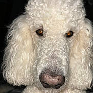 Charlie joined the competition — help win amazing prizes! dog, poodle, white, curly_fur, close_up, portrait, pet, animal, fluffy, face, ears, nose, fur_texture, amber_eyes, looking_at_camera, indoor, dark_background, mammal, canine, companion