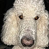 amber_eyes, animal, canine, close_up, companion, curly_fur, dark_background, dog, ears, face, fluffy, fur_texture, indoor, looking_at_camera, mammal, nose, pet, poodle, portrait, white