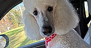 Charlie is registered to the contest to win money with this photo: dog, poodle, white, fluffy, car, passenger_seat, window, sunlight, groomed, pet, animal, portrait, curious, indoors, seat, collar, fur, looking, canine, vehicle