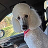 animal, canine, car, collar, curious, dog, fluffy, fur, groomed, indoors, looking, passenger_seat, pet, poodle, portrait, seat, sunlight, vehicle, white, window