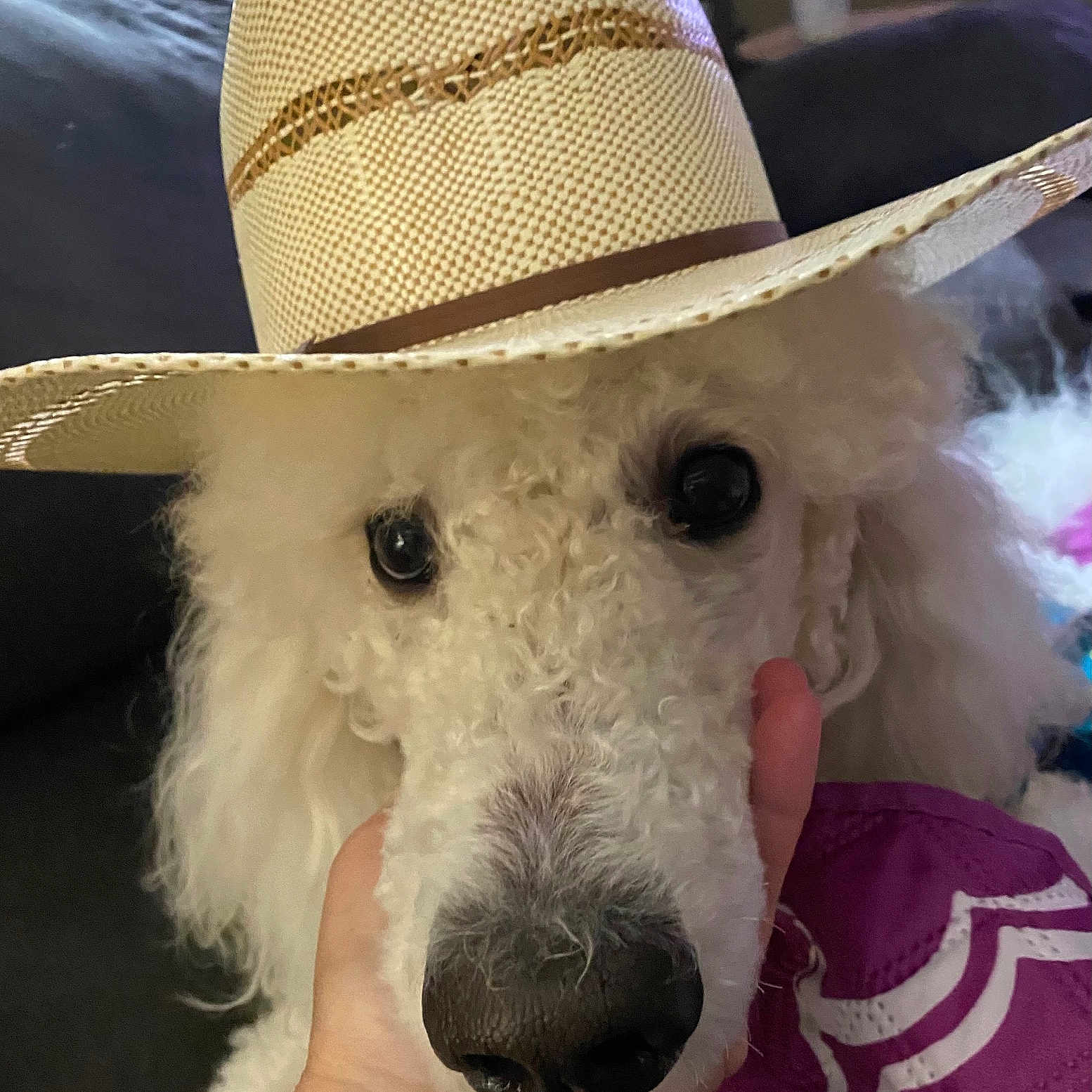 Charlie is registered to the contest to win money with this photo: dog, poodle, white_dog, hat, straw_hat, closeup, pet, animal, cute, curly_fur, snout, hand, indoor, portrait, face, companion, domestic_animal, funny, cozy, friendly