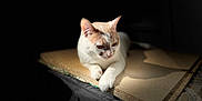 Angel is registered to the contest to win money with this photo: animal, board, calm, cat, closeup, ears, feline, fur, indoor, paws, pet, quiet, relaxing, resting, shadow, side_view, still_life, sunlight, whiskers, wood