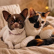 Oréo Et Lilou a rejoint le concours — aidez-le/la à gagner de superbes lots ! dog, cat, calico_cat, small_dog, pet, animal, snuggling, cozy, blanket, bed, indoors, furry, cute, companion, friendship, relaxing, warm_lighting, soft_texture, close_up, domestic_animal