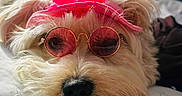 Luna participe au concours pour gagner de l'argent avec cette photo : dog, pet, glasses, headband, bed, white_bedding, pink, relaxed, cute, indoor, fur, animal, accessory, hand, nail_polish, resting, cozy, portrait, face, closeup