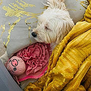 Luna a rejoint le concours — aidez-le/la à gagner de superbes lots ! dog, white_dog, blanket, pillow, plush_toy, pink_toy, golden_blanket, resting, cozy, indoor, cute, sleeping, pet, soft_texture, decorative_pillow, animal, fur, comfort, snuggling, relaxation