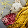 dog, white_dog, blanket, pillow, plush_toy, pink_toy, golden_blanket, resting, cozy, indoor, cute, sleeping, pet, soft_texture, decorative_pillow, animal, fur, comfort, snuggling, relaxation