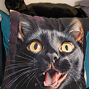 Simba a rejoint le concours — aidez-le/la à gagner de superbes lots ! black_cat, cat, pillow, couch, indoor, whiskers, yellow_eyes, fur, pet, animal, expression, face, closeup, texture, home, soft_furniture, cute, resting, domestic_cat, playful