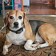 Tigger is registered to the contest to win money with this photo: dog, beagle, pet, indoor, carpet, brown, white, black, collar, animal, laying, floor, furniture, home, bookcase, flag, decor, portrait, canine, relaxed