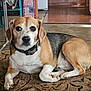 dog, beagle, pet, indoor, carpet, brown, white, black, collar, animal, laying, floor, furniture, home, bookcase, flag, decor, portrait, canine, relaxed
