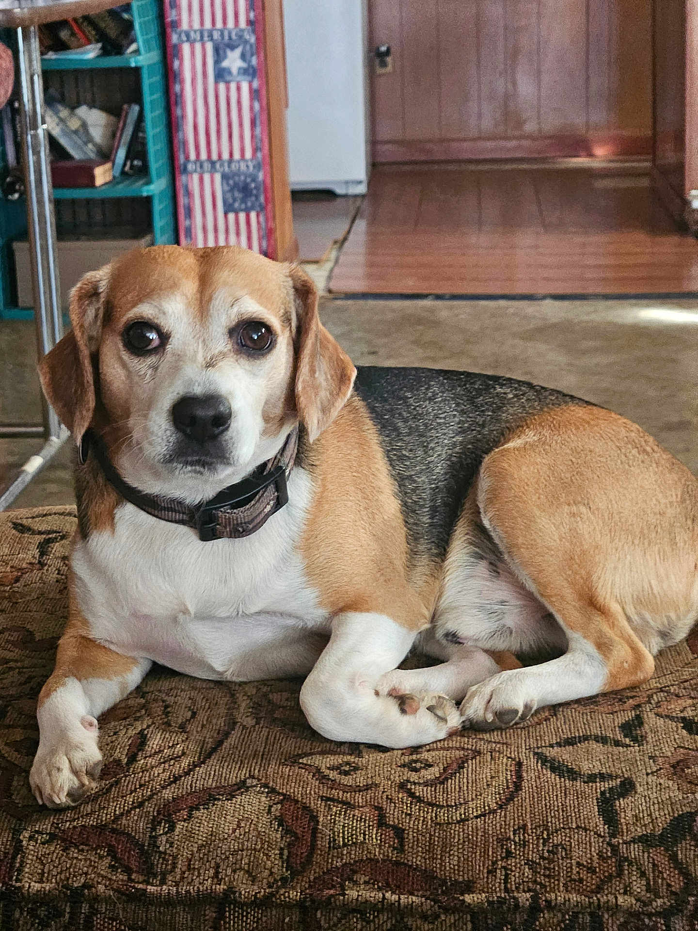 Tigger is registered to the contest to win money with this photo: dog, beagle, pet, indoor, carpet, brown, white, black, collar, animal, laying, floor, furniture, home, bookcase, flag, decor, portrait, canine, relaxed