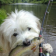 Oody a rejoint le concours — aidez-le/la à gagner de superbes lots ! adventure, animal, catch, dog, fish, fishing, fishing_rod, fresh_catch, fur, greenery, nature, outdoor, paw, pet, recreation, river, summer, water, white_dog, wildlife