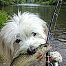 dog, fish, fishing_rod, river, water, outdoor, nature, greenery, animal, pet, catch, white_dog, fur, fishing, wildlife, fresh_catch, paw, recreation, summer, adventure