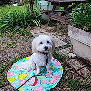 Oody participe au concours pour gagner de l'argent avec cette photo : dog, white_dog, pet, garden, grass, plants, picnic_table, umbrella, leash, pathway, stone_path, outdoor, nature, flower_pot, greenery, small_dog, sitting, colorful_mat, summer, daytime