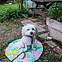colorful_mat, daytime, dog, flower_pot, garden, grass, greenery, leash, nature, outdoor, pathway, pet, picnic_table, plants, sitting, small_dog, stone_path, summer, umbrella, white_dog