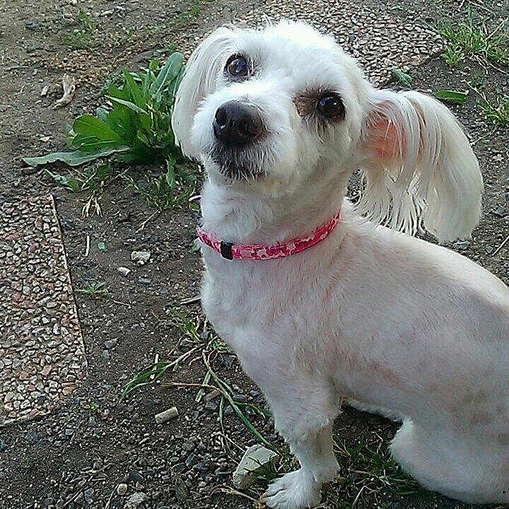 Chouchou