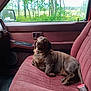 Mylo is registered to the contest to win money with this photo: animal, canine, car_interior, dachshund, daylight, dog, fabric_seat, greenery, leaves, looking_up, nature, outdoor, pet, red_seat, relaxed, seatbelt, trees, vehicle, vintage_car, window