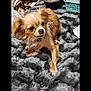 Tiny joined the competition — help win amazing prizes! dog, small_dog, fluffy, brown_dog, pet, animal, fur, blanket, soft_texture, indoors, cute, lying_down, paw, face, expression, companion, domestic_animal, cozy, relaxed, fur_texture