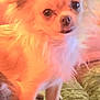 Tiny joined the competition — help win amazing prizes! dog, small_dog, fluffy, long_hair, ears, alert, pet, animal, indoor, warm_light, fur, cute, looking, standing, close_up, portrait, companion, canine, domestic, furry