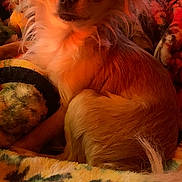 Tiny is registered to the contest to win money with this photo: dog, small_dog, fluffy, blanket, indoor, cozy, warm_lighting, pet, fur, animal, relaxed, close_up, cute, companion, resting, home, comfort, patterned_blanket, furniture, living_room