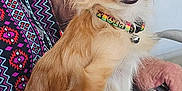 Tiny joined the competition — help win amazing prizes! dog, small_dog, tan_dog, fluffy_dog, collar, person, hand, jeans, patterned_clothing, sitting, lap, indoor, closeup, pet, animal, fur, paw, resting, casual, companion