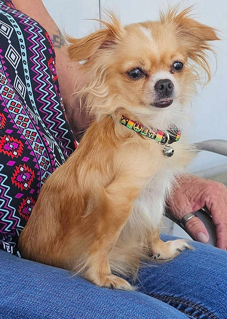 Tiny joined the competition — help win amazing prizes! dog, small_dog, tan_dog, fluffy_dog, collar, person, hand, jeans, patterned_clothing, sitting, lap, indoor, closeup, pet, animal, fur, paw, resting, casual, companion