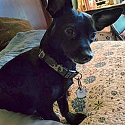 Toby joined the competition — help win amazing prizes! dog, black_dog, small_dog, pet, collar, indoor, bed, quilt, patterned_quilt, furniture, mirror, vanity, bottle, animal, ears, sitting, cozy, home, domestic, portrait