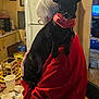 dog, black_dog, bandana, person, elderly_person, red_shirt, indoors, kitchen, refrigerator, table, cup, chair, food, pet, home, domestic, furniture, window, television, carpet