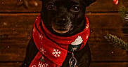 Toby is registered to the contest to win money with this photo: black_dog, candy_cane, christmas, cute, decorations, dog, festive, holiday, hot_cocoa, indoors, marshmallows, mug, pine_branch, plaid_tablecloth, red_scarf, scarf, star_ornaments, tablecloth, twinkling_lights, wooden_background