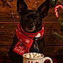 Toby is registered to the contest to win money with this photo: dog, black_dog, scarf, red_scarf, hot_cocoa, mug, marshmallows, holiday, christmas, decorations, candy_cane, pine_branch, wooden_background, star_ornaments, twinkling_lights, tablecloth, plaid_tablecloth, festive, cute, indoors