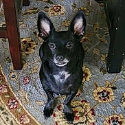 Toby is registered to the contest to win money with this photo: animal, attention, black_dog, carpet, companion, curious, cute, dog, domestic_animal, ears, floor, floral_pattern, home, indoor, looking_up, pet, portrait, sitting, small_dog, wooden_furniture