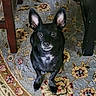 animal, attention, black_dog, carpet, companion, curious, cute, dog, domestic_animal, ears, floor, floral_pattern, home, indoor, looking_up, pet, portrait, sitting, small_dog, wooden_furniture