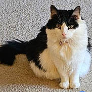 Oreo is registered to the contest to win money with this photo: cat, feline, pet, indoor, carpet, white_fur, black_fur, long_hair, tail, collar, sitting, portrait, whiskers, paws, ears, eyes, stare, home, cute, fluffy