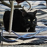 Shorty is registered to the contest to win money with this photo: black_cat, cat, animal, pet, chair, rope, yellow_eyes, outdoor, patterned_rug, fur, whiskers, alert, curious, resting, domestic_cat, feline, close_up, sitting, shadow, floor
