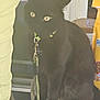 Shorty is registered to the contest to win money with this photo: black_cat, cat, pet, leash, collar, yellow_eyes, glass_table, window, person, yellow_pants, pet_food, indoor, sitting, feline, animal, household, curious, domestic_cat, furry, companionship
