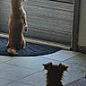 dog, small_dog, indoor, door, mat, carpet, tile_floor, waiting, looking_outside, pets, animal, fur, ears, silhouette, shadow, home, curious, quiet, companion, daylight