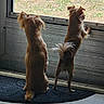 dog, small_dog, indoor, door, glass_door, looking_outside, standing, sitting, curious, pet, animal, fur, tail, ears, floor, mat, tile_floor, two_animals, companion, domestic