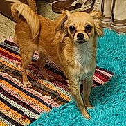 Petey is registered to the contest to win money with this photo: animal, blue_carpet, curious, dog, floor, fluffy_ears, four_legs, fur, home, household, indoor, looking, pet, rug, shoes, small_dog, standing, striped_rug, tail, tan_dog