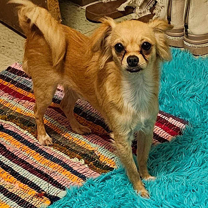 Petey is registered to the contest to win money with this photo: animal, blue_carpet, curious, dog, floor, fluffy_ears, four_legs, fur, home, household, indoor, looking, pet, rug, shoes, small_dog, standing, striped_rug, tail, tan_dog