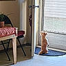 dog, small_dog, indoor, door, doormat, table, chair, plant, floor, sunlight, window, screen_door, furniture, pet, curious, looking_out, home, cozy, fur, quiet