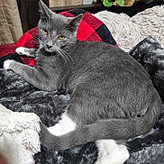 Radar joined the competition — help win amazing prizes! animal, bed, blanket, cat, comfort, cozy, feline, fur, gray_cat, home, indoor, pet, plush, relaxed, resting, soft_texture, tail, whiskers, white_paws, yellow_eyes