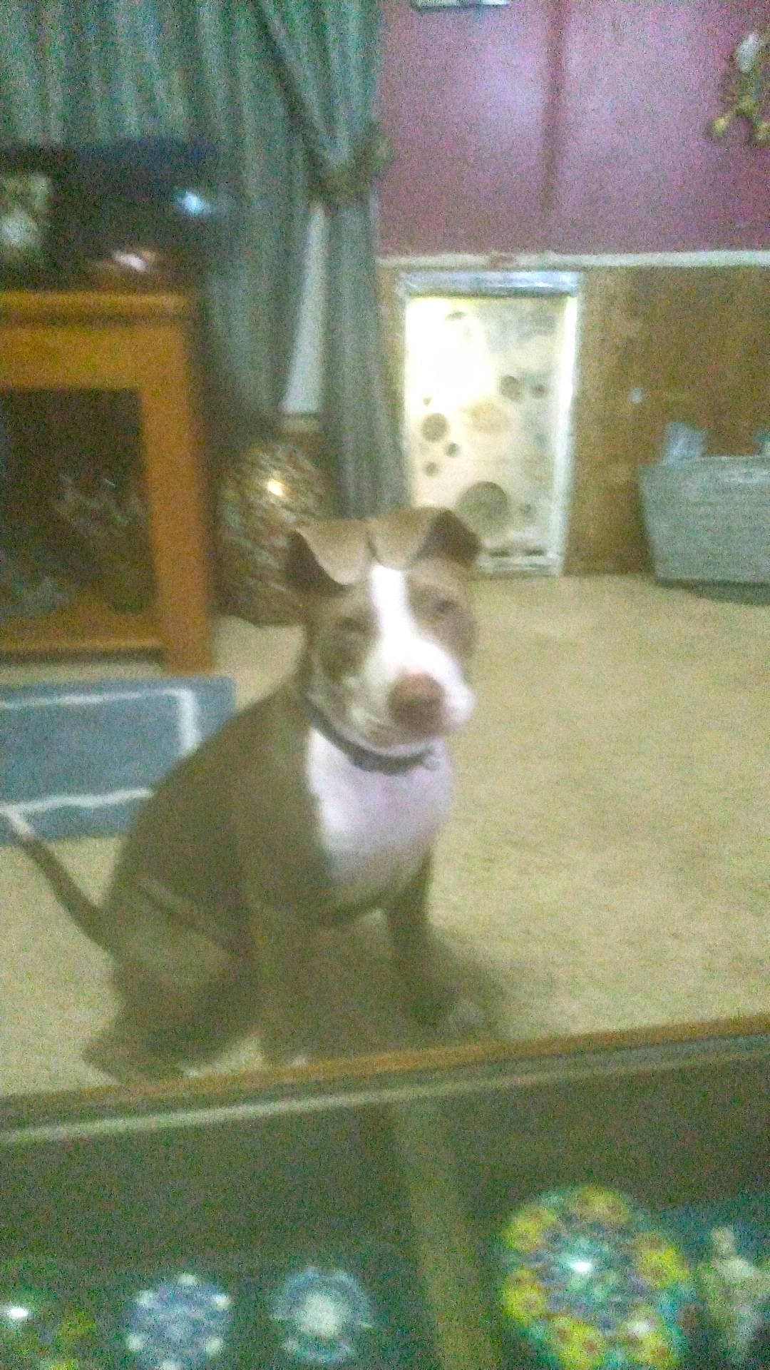 Kingston is registered to the contest to win money with this photo: canidae, carnivore, companion_dog, dog, dog_breed, non_sporting_group, tail, whiskers, window, working_animal