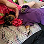 Lil Bit joined the competition — help win amazing prizes! animal, bed, canine, casual, cozy, cute, dog, flower_collar, hand, home, indoor, patterned_bedspread, paw, person, pet, pink_shirt, playing, purple_hoodie, relaxed, resting
