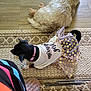 Lil Bit is registered to the contest to win money with this photo: animal, black_dog, carpet, clothing, collar, cozy, cute, dog, dress, floor, footwear, fur, indoor, pattern, pet, polka_dots, relaxing, resting, sock, white_dog