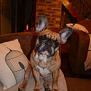 Josephine a rejoint le concours — aidez-le/la à gagner de superbes lots !