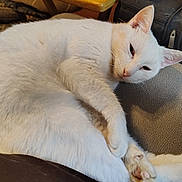 Crystal is registered to the contest to win money with this photo: cat, close_up, couch, cozy, ears, feline, fur, indoor, lying_down, paws, pet, pink_nose, pink_paw_pads, portrait, relaxed, resting, sleeping, sofa, whiskers, white_cat