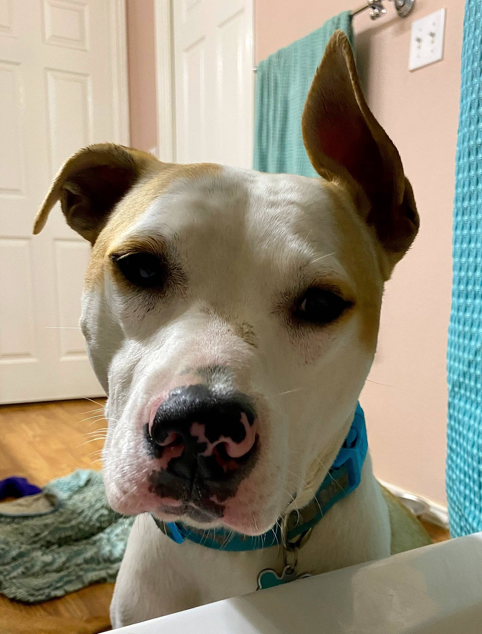 Luna Bella joined the competition — help win amazing prizes! canidae, carnivore, collar, companion_dog, dog, dog_breed, dog_collar, dog_supply, door, ear, eye, fawn, fur, guard_dog, non_sporting_group, pet_supply, snout, sporting_group, whiskers, working_animal